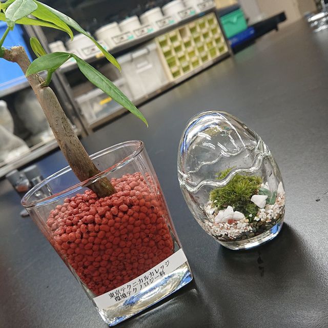 環境テクノロジー科 自然の苔から苔テラリウムをつくろう 専門学校 東京テクニカルカレッジのオープンキャンパス情報と予約申込 スタディサプリ 進路