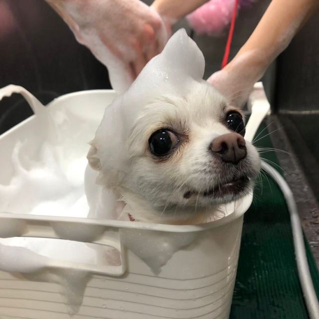 ＴＣＡ東京ＥＣＯ動物海洋専門学校 トリマー必須スキル！エステティシャン体験（泥パック）1