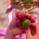 体験DAY！【ミニトマトの挿し木に挑戦☆】の詳細