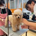 専門学校　ちば愛犬動物フラワー学園 【トリマー】ハサミを使ってトリマーの仕事を体験しよう！