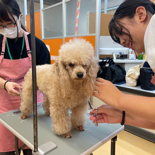 専門学校　ちば愛犬動物フラワー学園 【トリマー】ハサミを使ってトリマーの仕事を体験しよう！1
