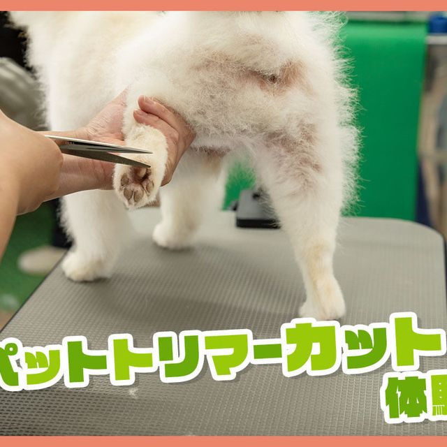 ＴＣＡ東京ＥＣＯ動物海洋専門学校 ペットトリマーカット体験1