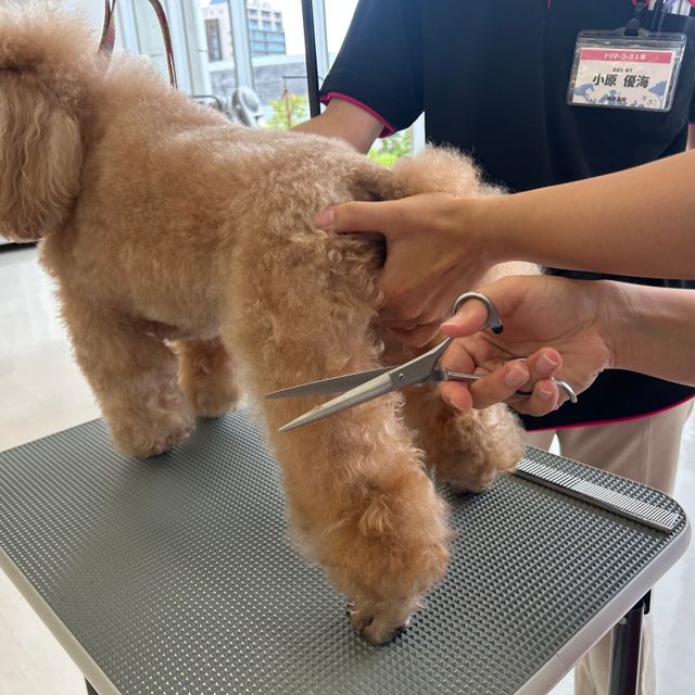 専門学校　ちば愛犬動物フラワー学園 【トリマー】プロの技術！本物のシザーでカット体験☆卒業生SP1