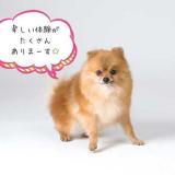 詳細を見る