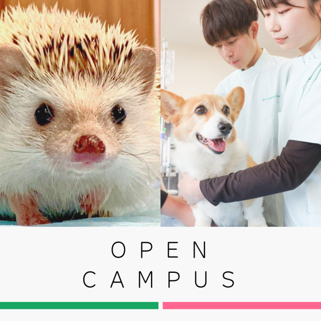 中央動物総合専門学校 未来の動物のプロフェッショナルへ!オープンキャンパス1