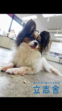 OCカメラサムネイル画像