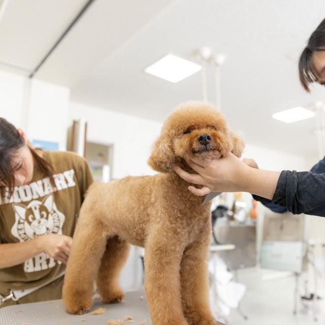 専門学校　福岡ビジョナリーアーツ 【ペット】トリマーになりきってカットに挑戦！1