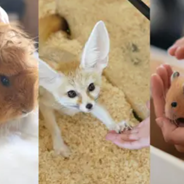 専門学校ビジョナリーアーツ 人気の３専攻 よくばり体験！【エキゾチックアニマル】1