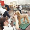 愛知ペット専門学校 トリマーのお仕事体験　エステ体験ＳＰ