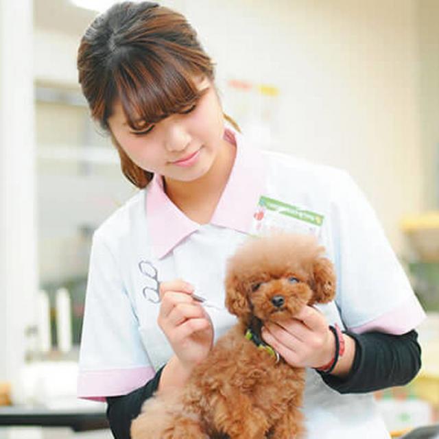 大阪ECO動物海洋専門学校 ペットトリマー体験!1