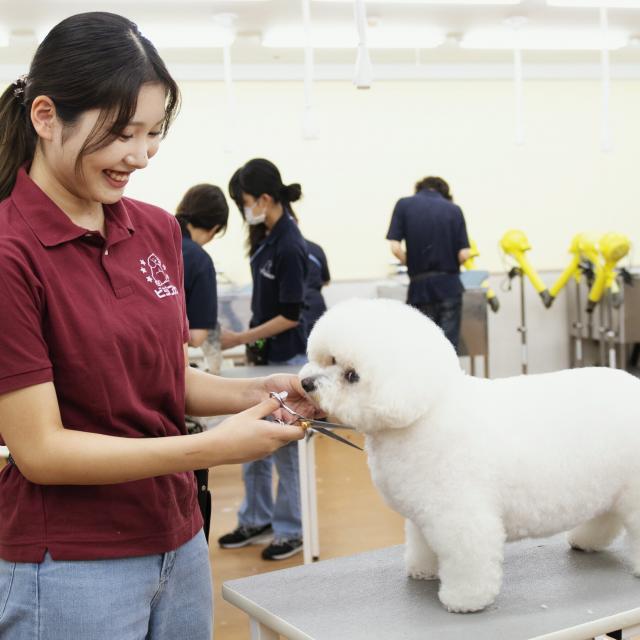 専門学校 東京ビジネス・アカデミー 現役プロトリマーから学ぶ！ワンちゃんのカット体験1