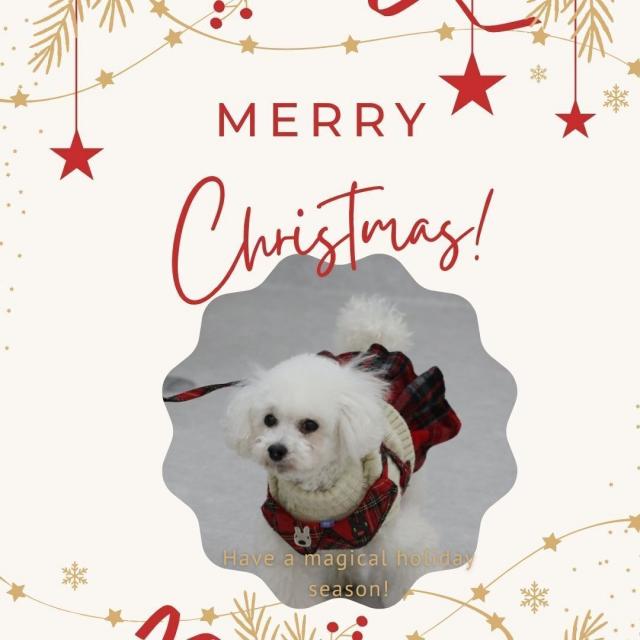 高崎動物専門学校 【動物看護】クリスマス特別企画！食べられるプレートを作ろう！1