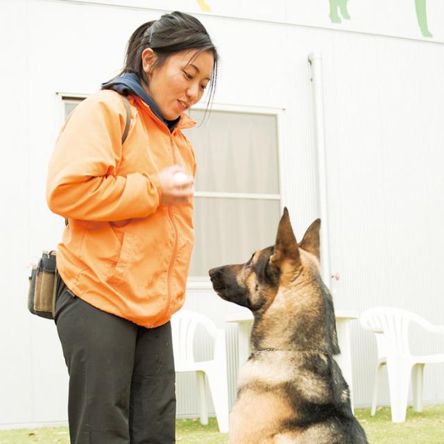 大阪ビジネスカレッジ専門学校 現役ドッグトレーナーに教わるワンちゃんのしつけ方1