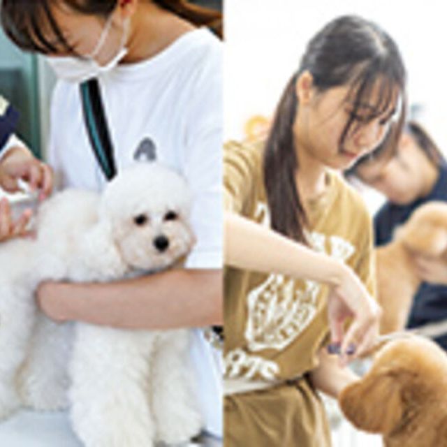 専門学校ビジョナリーアーツ よくばり職業体験 看護師×トリマー1