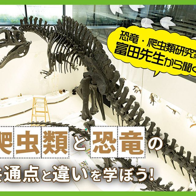 ＴＣＡ東京ＥＣＯ動物海洋専門学校 恐竜と爬虫類の共通点と違いについて学ぼう1