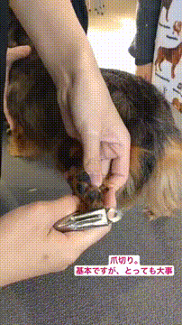 OCカメラサムネイル画像