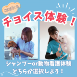 ★チョイス体験★「シャンプー」or「動物看護」体験の詳細