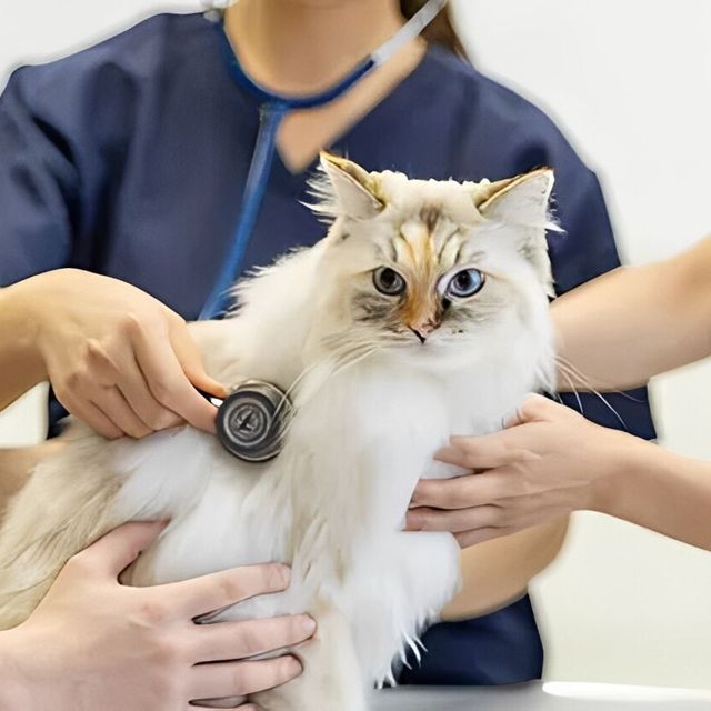 専門学校　福岡ビジョナリーアーツ 【看護】動物たちの健康チェック1