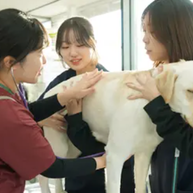 専門学校ビジョナリーアーツ 動物の看護×理学1