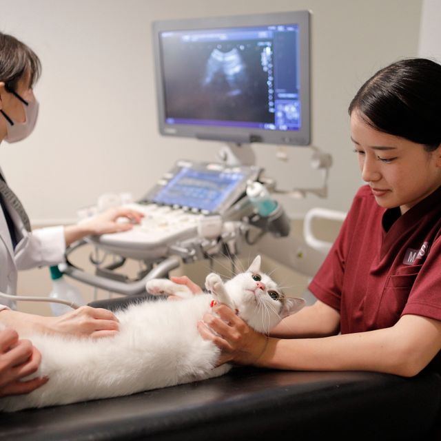 吉田学園動物看護専門学校 業界大注目☆どうぶつリハビリ体験！1