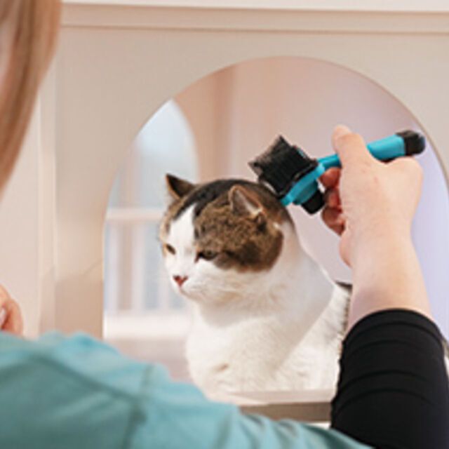 専門学校ビジョナリーアーツ ニャンコのトータルケア1