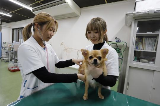 ペット看護士。 専門学校 大阪ビジネス・アカデミー／愛玩動物看護学科