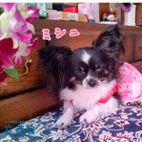 OCカメラサムネイル画像