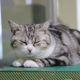動物看護師のお仕事～ペットロスのサポート～の詳細