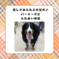 新潟ペット動物専門学校 優しさあふれる大型犬♪ バーニーズとふれあい体験