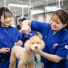 東京愛犬専門学校 愛犬総合学科　総合的に学び犬のプロを目指す学校の体験入学