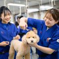 東京愛犬専門学校 愛犬総合学科　総合的に学び犬のプロを目指す学校の体験入学