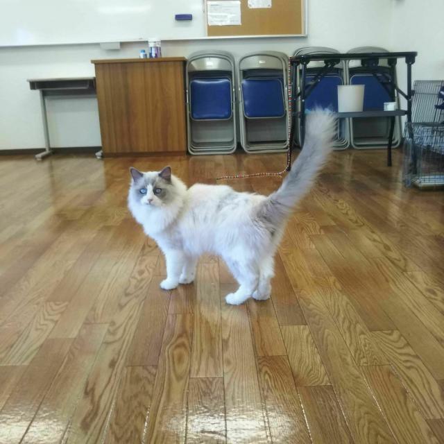 YIC情報ビジネス専門学校 【予約フォーム】ねこちゃんを観察しよう(ペット)1