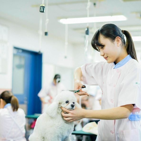 東京愛犬専門学校 資料請求 願書請求 学校案内 スタディサプリ 進路