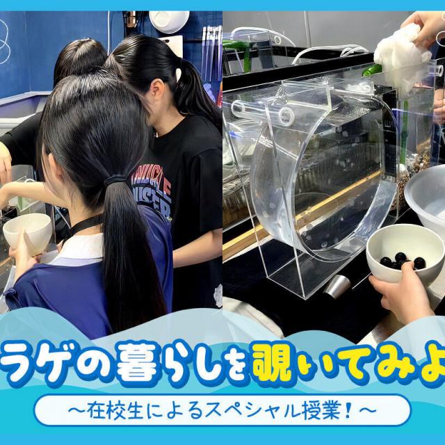 ＴＣＡ東京ＥＣＯ動物海洋専門学校 クラゲの暮らしを覗いてみよう1