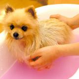 ペットエステティシャン体験<アロマ>の詳細
