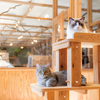 専門学校　福岡ビジョナリーアーツ 【ペット】 猫舎体験