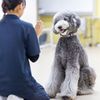 専門学校ビジョナリーアーツ 大型犬トレーニングに挑戦！