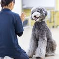 専門学校ビジョナリーアーツ 大型犬トレーニングに挑戦！
