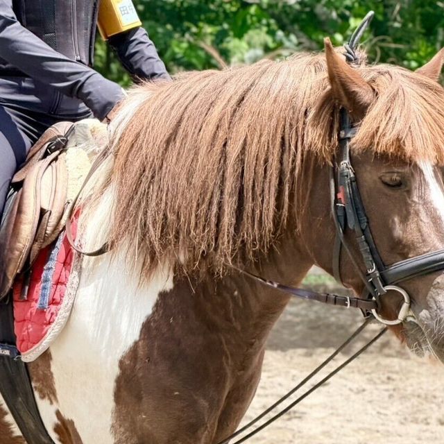 専門学校　ちば愛犬動物フラワー学園 【ホースプロ】馬のたてがみでオリジナルグッズをつくろう★1