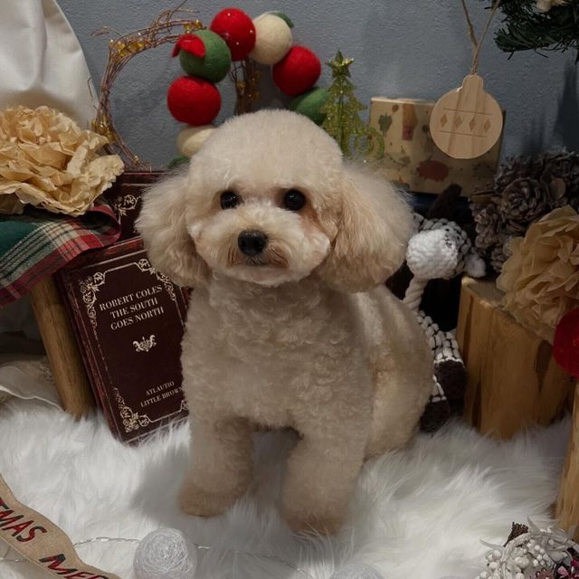 国際ペット専門学校　金沢 この子のお父さん？お母さんは？ MIX犬クイズ大会！1