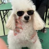 【毎年参加満足度◎】犬のトリミング体験/学校説明★予約受付中の詳細