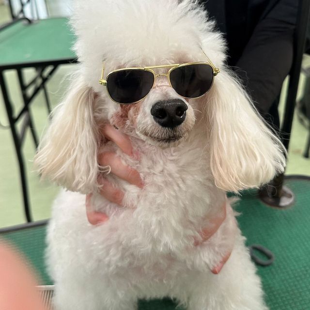 大分ドッググルーミング専門学校 【毎年参加満足度◎】犬のトリミング体験/学校説明★予約受付中1