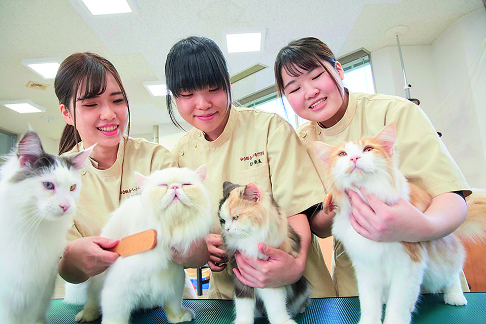 仙台総合ペット専門学校 資料・願書請求｜愛玩動物看護師の国家資格