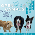 新潟ペット動物専門学校 高校1・2年生限定！犬フェス＝第2弾＝