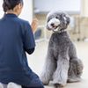 専門学校ビジョナリーアーツ 家庭犬訓練士さんのお仕事体験
