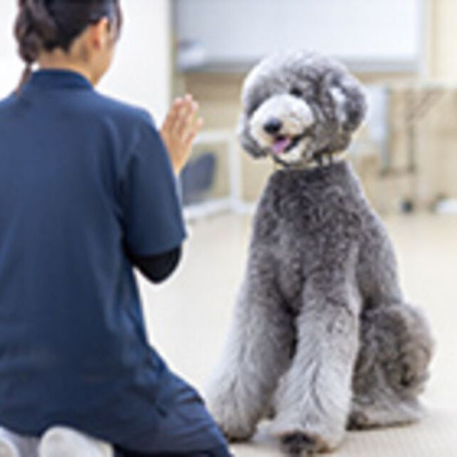 専門学校ビジョナリーアーツ 家庭犬訓練士さんのお仕事体験1