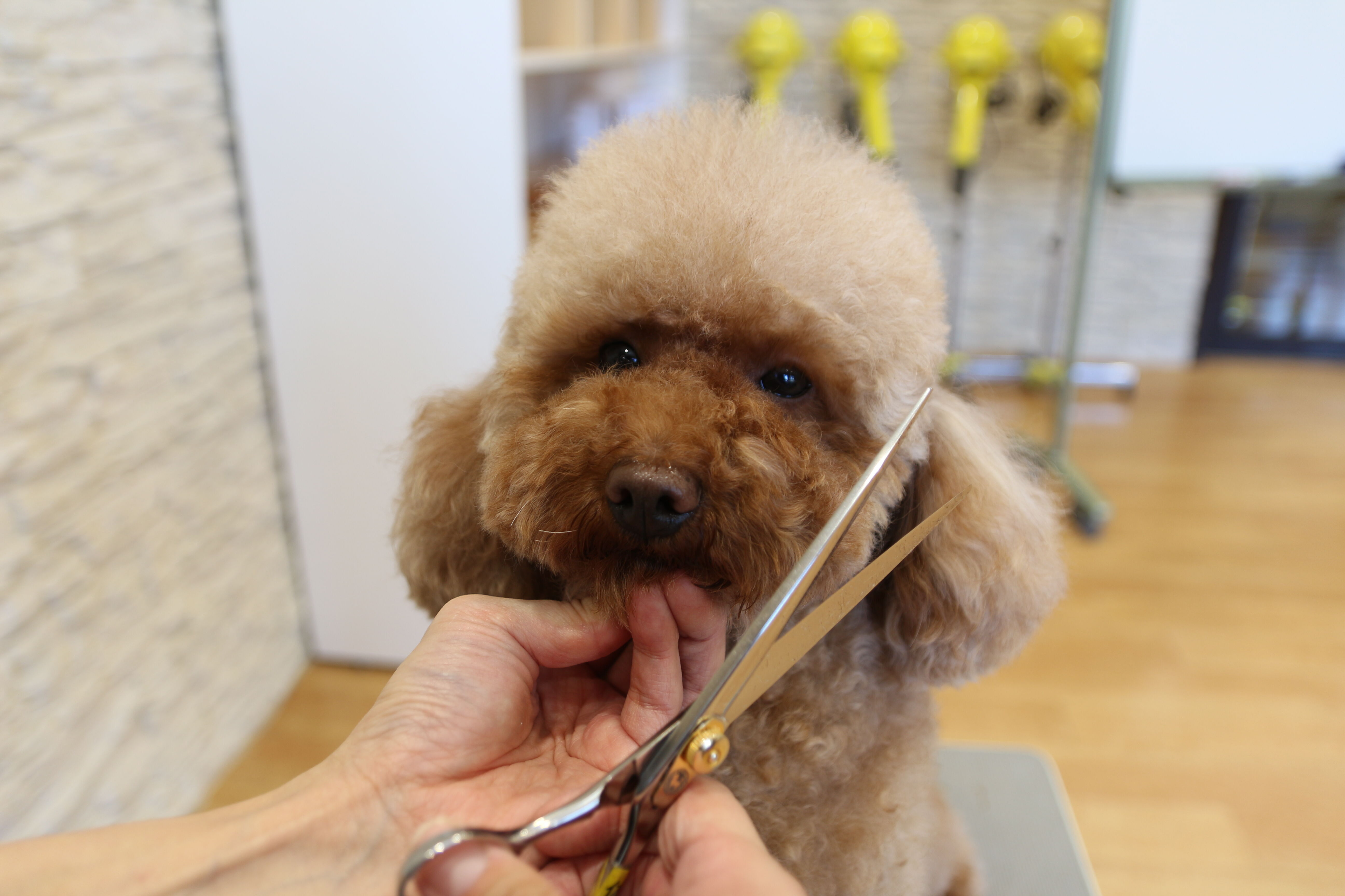 トリマーになるには 大学 専門学校の スタディサプリ 進路