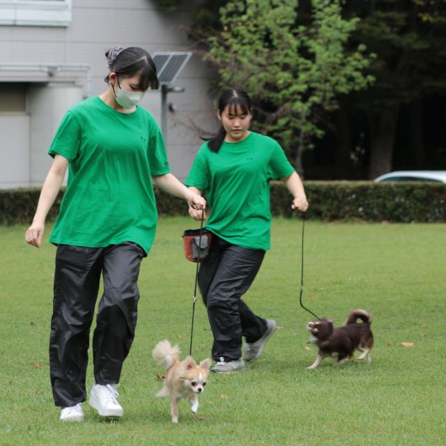ＹＩＣ京都ペット総合専門学校 しつけ体験3