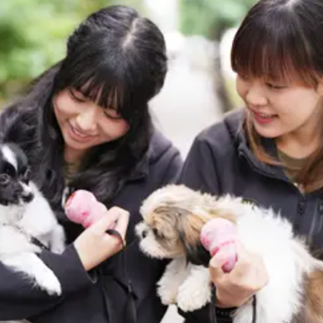 専門学校ビジョナリーアーツ こいぬの抱っこさんぽ1