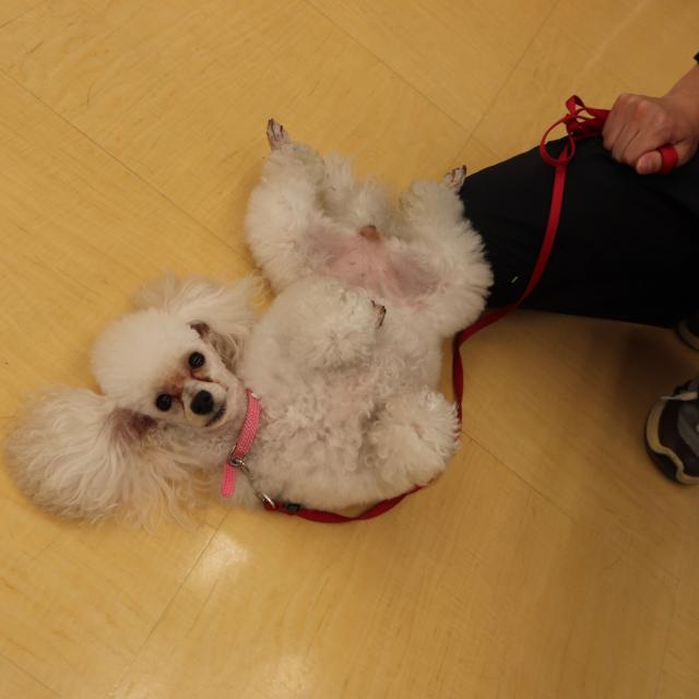 専門学校　ちば愛犬動物フラワー学園 【ドッグトレーナー】犬種別に起こりやすい「問題行動」を知ろう1